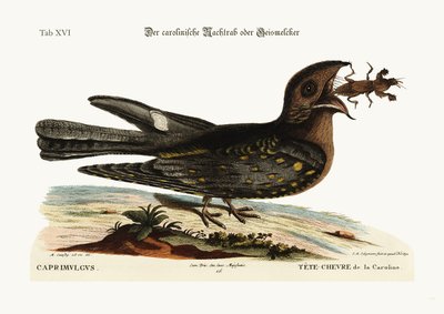 El chupacabras de Carolina, 1749-73 de Mark Catesby